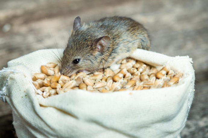 Как защитить запасы в погребе от мышей