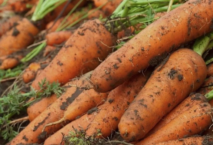 ​Секреты по выращиванию моркови