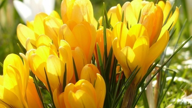 Как вырастить крокусы на приусадебном участке Как вырастить крокусы на приусадебном участке