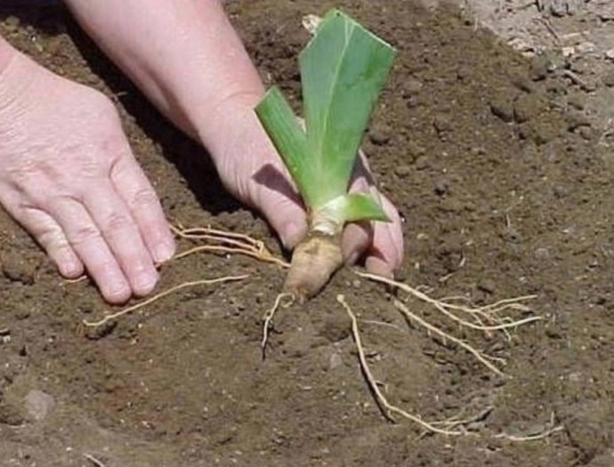 Сажаем ирисы правильно Сажаем ирисы правильно