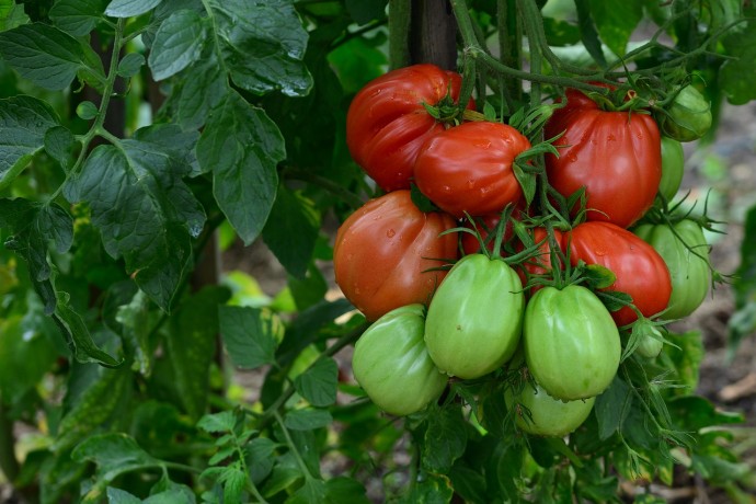​Как оборудовать теплые грядки (короба) и какие сорта томатов в них лучше выращивать
