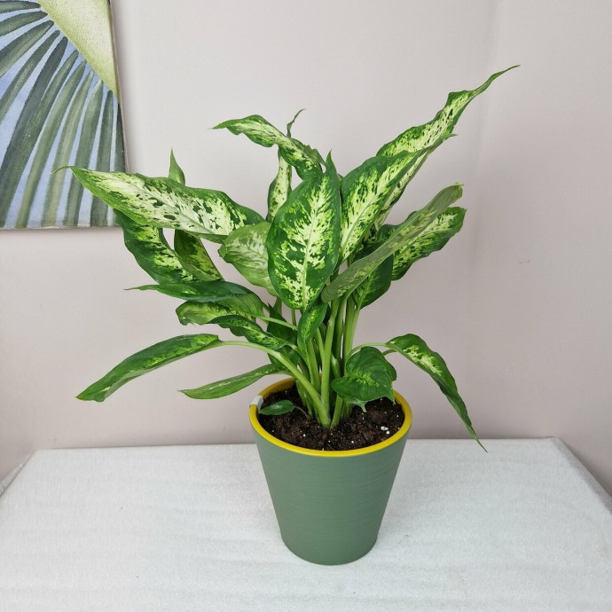 Чем подкормить диффенбахию для круглогодичного цветения Чем подкормить диффенбахию для круглогодичного цветения