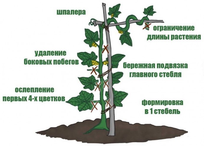 Как прищипывать огурцы Как прищипывать огурцы