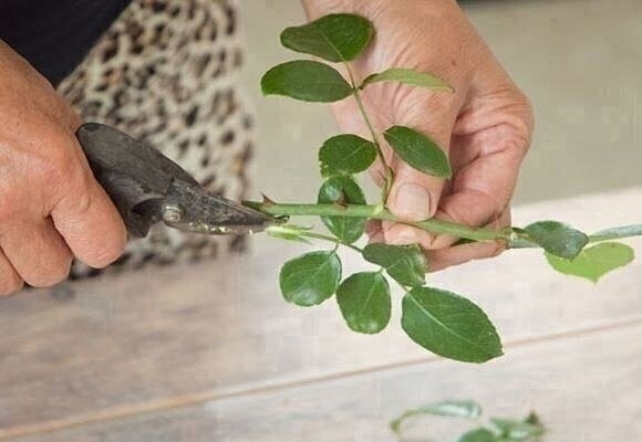 ​Размножение розы черенками