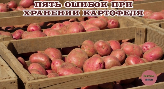 ​5 ошибок при хранении картофеля
