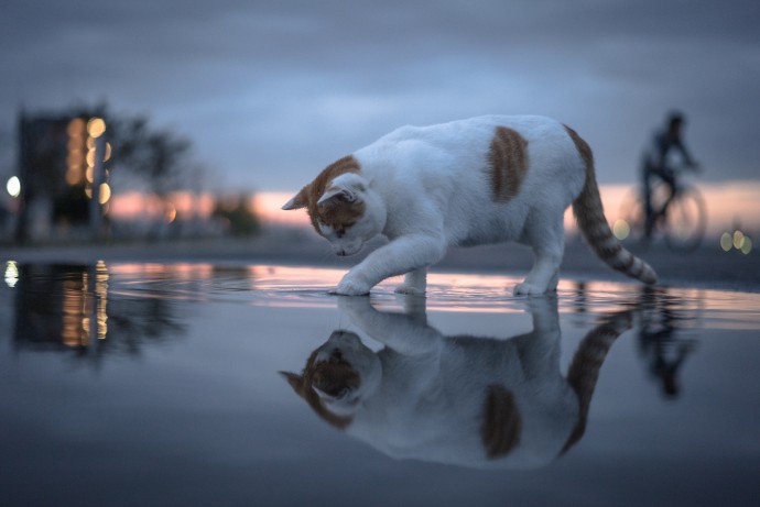 ​Что стоит знать о том, почему кошки не любят воду