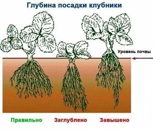 Полезные советы про клубнику Полезные советы про клубнику