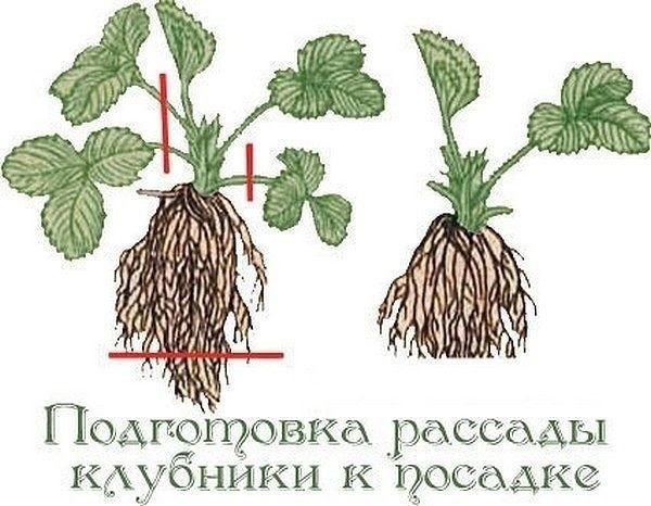 Полезные советы про клубнику Полезные советы про клубнику