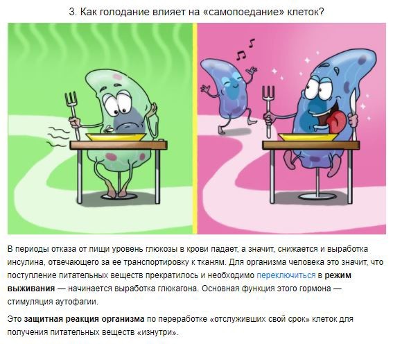 Как голодание продлевает молодость Как голодание продлевает молодость