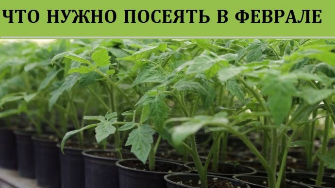 Посевные работы в феврале: что сеять Посевные работы в феврале: что сеять