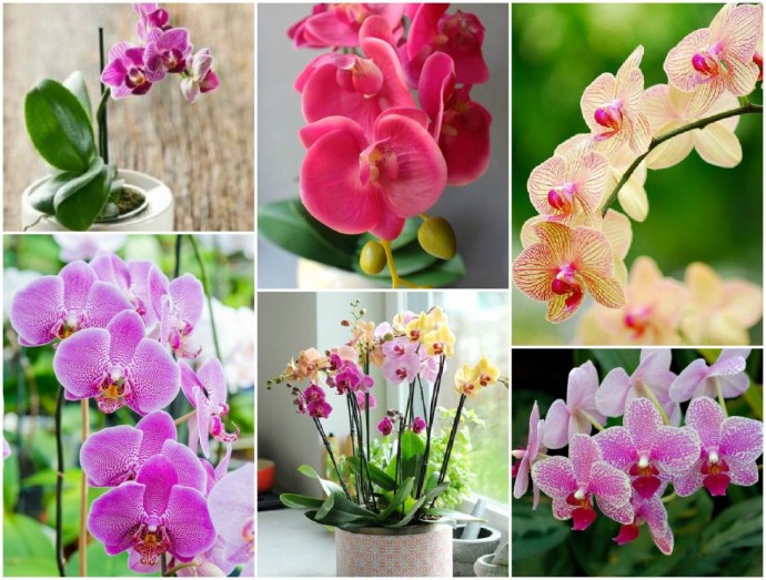 9 правил, благодаря которым орхидея будет буйно цвести круглый год