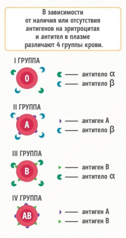 Почему нужно знать группу крови всех членов семьи