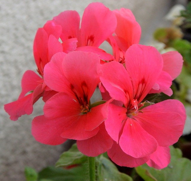 Почему у герани желтеют листья и как это предотвратить Почему у герани желтеют листья и как это предотвратить