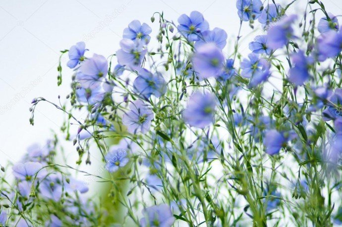 Успейте до конца апреля: этот изумительный голубой цветок можно посеять прямо в землю