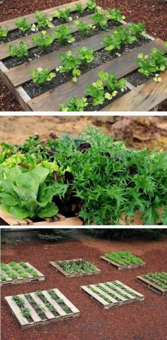 Как выращивать растения с минимумом сорняков и прополок