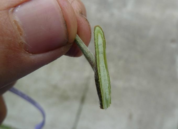 ​Как привить яблоню летом: пошаговая инструкция для начинающих