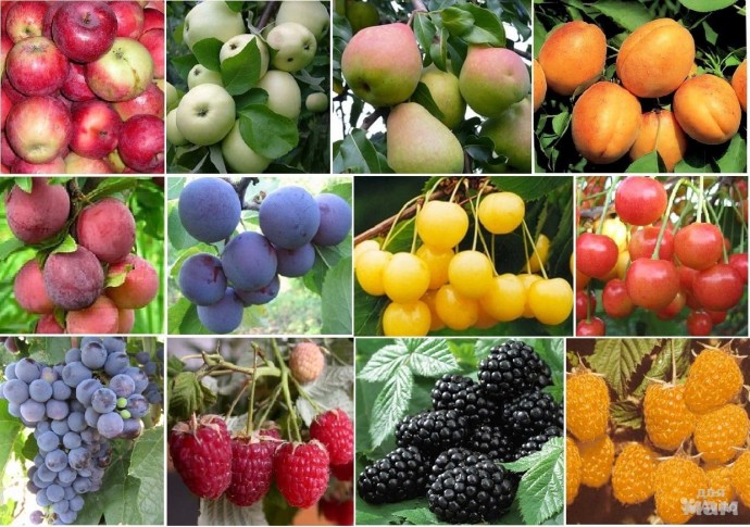 ​Готовим плодово-ягодные культуры к зиме: осенние подкормки