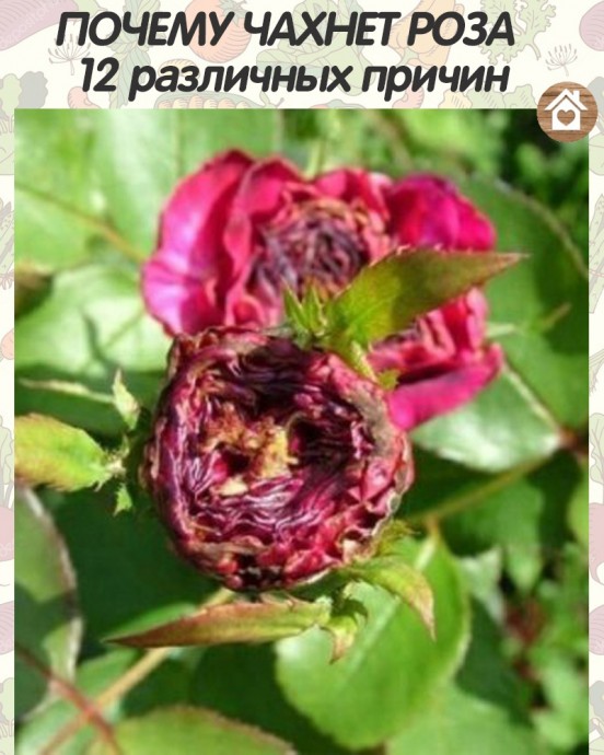 Почему чахнет роза Почему чахнет роза