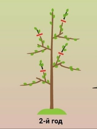 ​Обрезка колоновидной яблони - залог будущего урожая