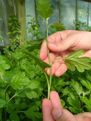 Как вырастить хризантему из букета Как вырастить хризантему из букета