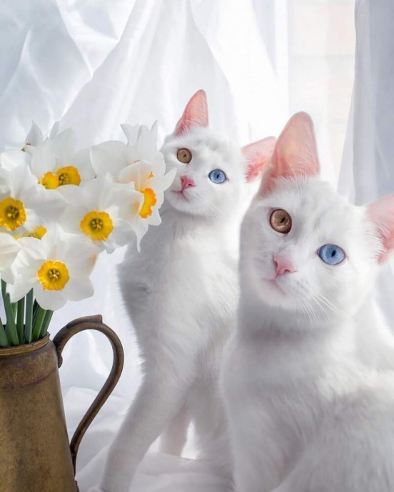 Каким кошачьим привычкам и поступкам не стоит потакать Каким кошачьим привычкам и поступкам не стоит потакать