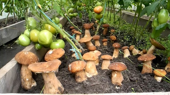 ​Можно ли вырастить грибы в теплице
