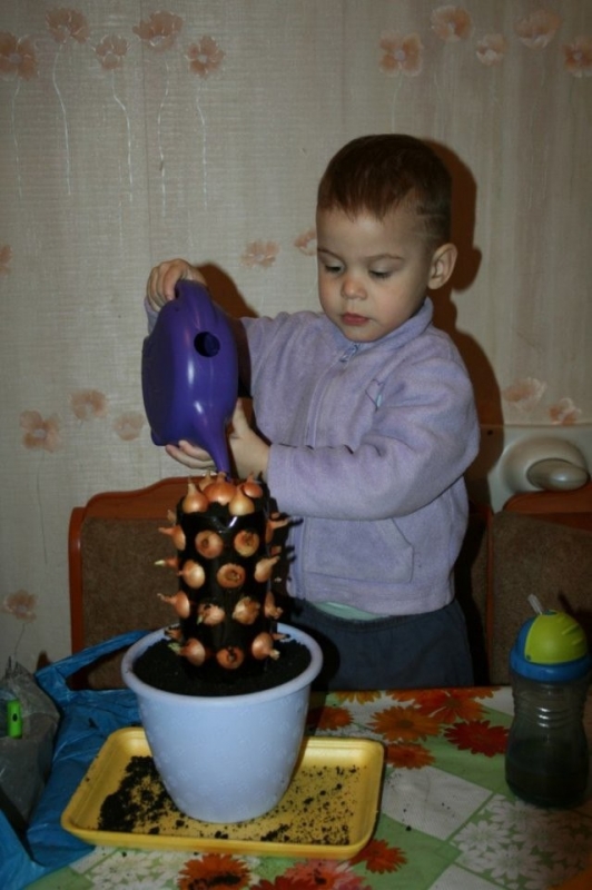 Лёгкий способ вырастить зелёный лук на подоконнике