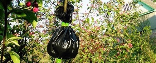 Воздушные отводки или размножение яблонь без прививок Воздушные отводки или размножение яблонь без прививок