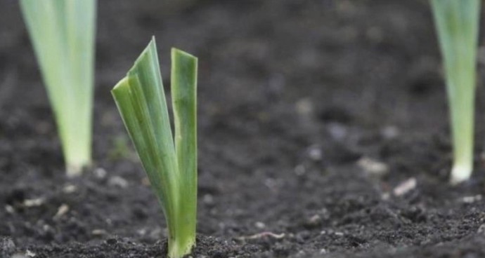 Сажаем ирисы правильно Сажаем ирисы правильно