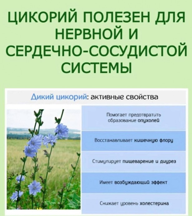 Цикорий полезен для нервной и сердечно-сосудистой системы Цикорий полезен для нервной и сердечно-сосудистой системы