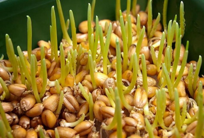 ​Проросшая пшеница для профилактического лечения всего организма