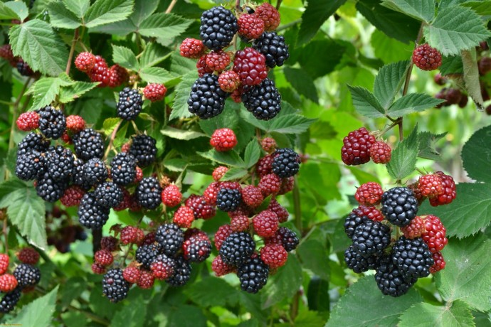 Получаем с ежевики урожай в первый год Получаем с ежевики урожай в первый год