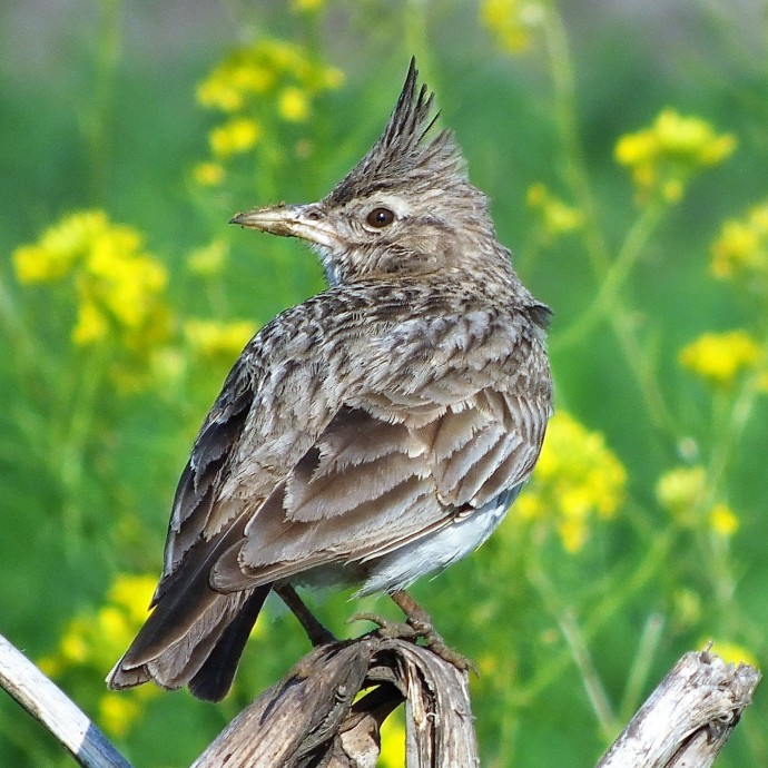 ​Чем полезно пение птиц
