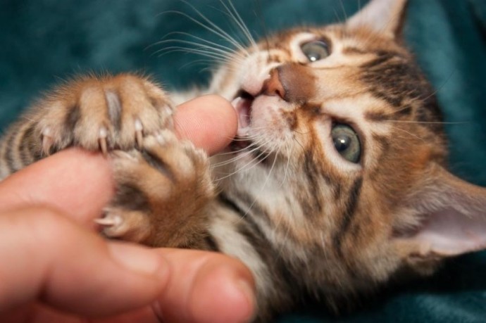 Почему котёнок кусается Почему котёнок кусается
