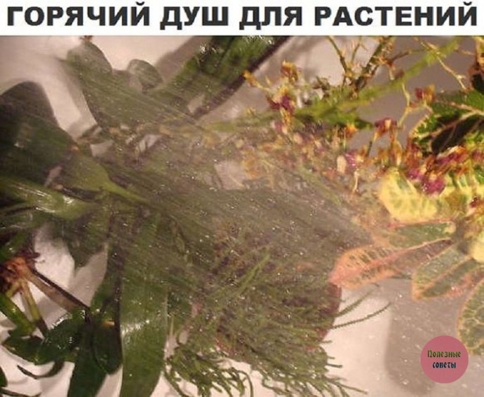 Горячий душ для растений Горячий душ для растений