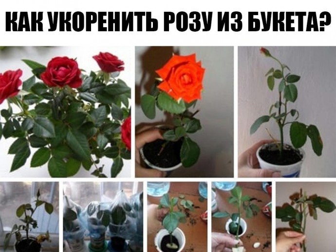 ​Как вырастить розу из срезанного цветка