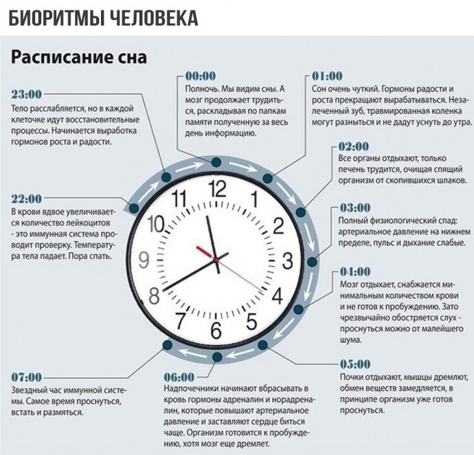 ​Что стоит знать о биоритмах человека