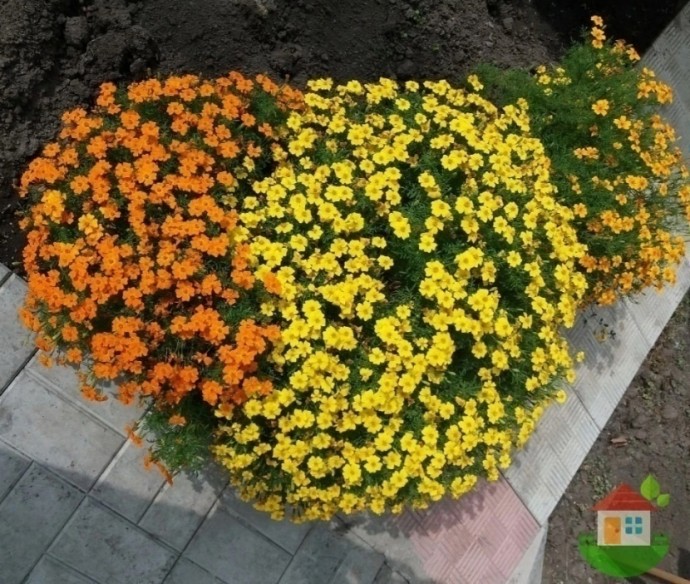 Почитателям бархатцев в своем саду Почитателям бархатцев в своем саду