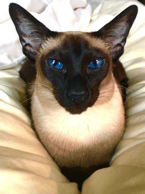 7 пород кошек-долгожителей 7 пород кошек-долгожителей