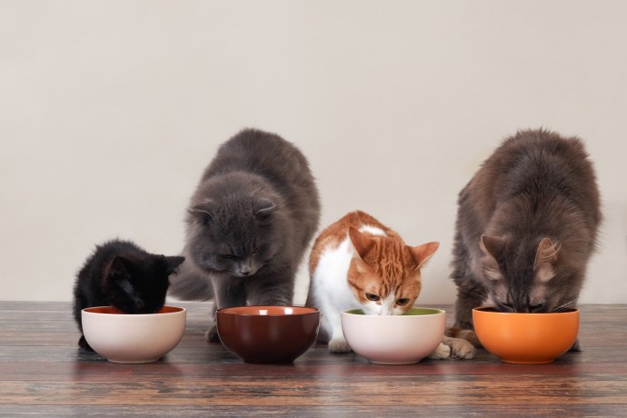 Допустимо ли котятам есть корм взрослых кошек