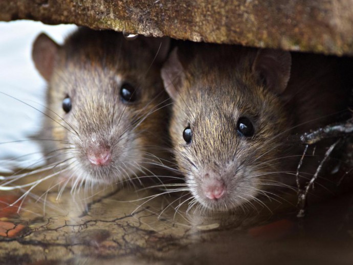 ​Как не допустить не допустить нашествия мышей в вашем дачном домике