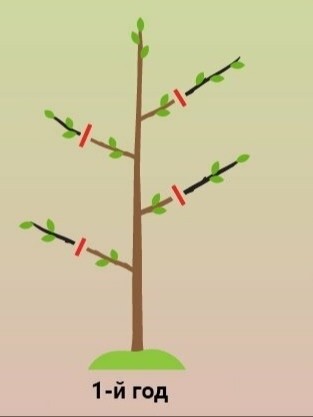 ​Обрезка колоновидной яблони - залог будущего урожая