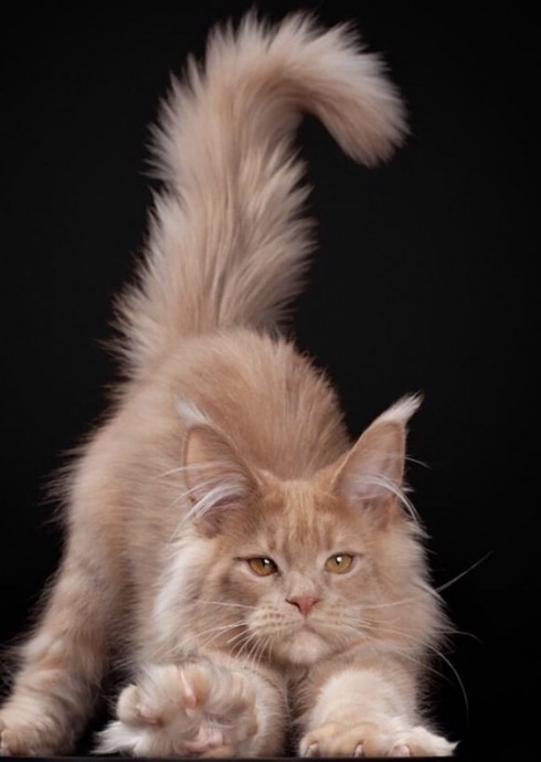 Мифы о котах Мифы о котах