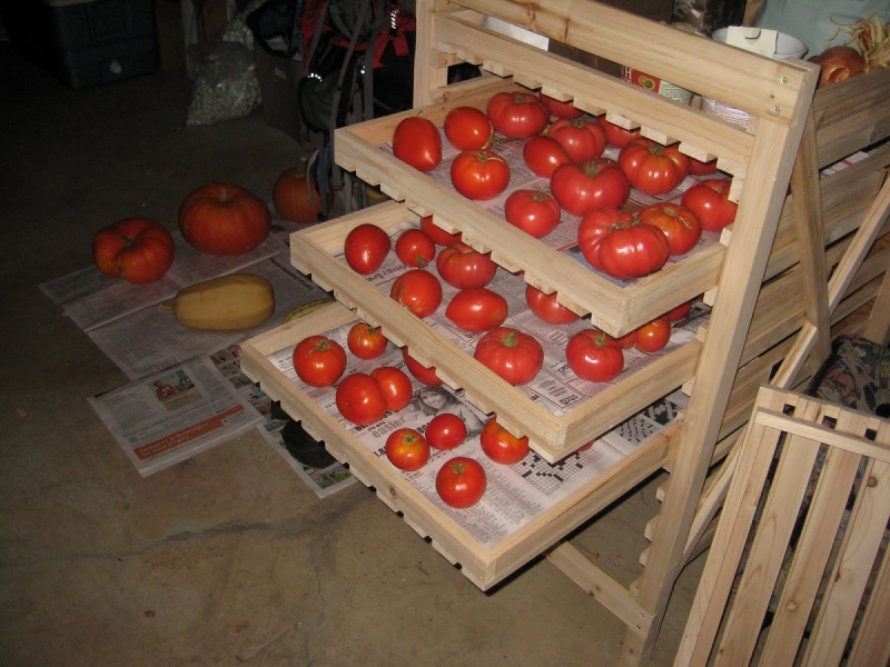 Как хранить помидоры
