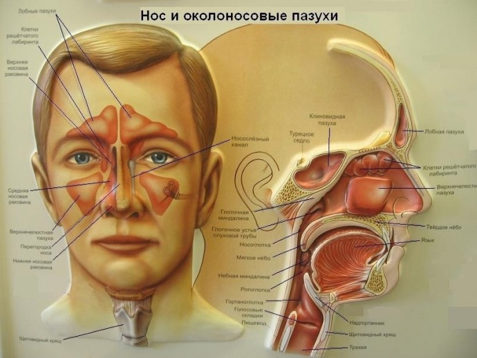 Профилактическое лечение насморка