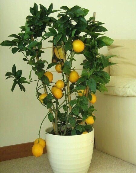 ​С чего начать выращивание лимона дома