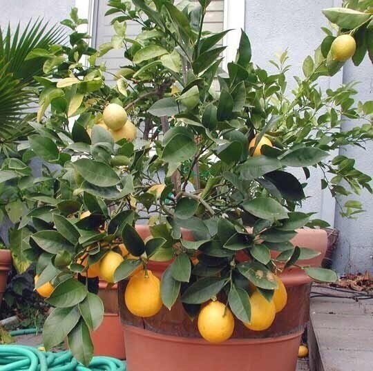 ​С чего начать выращивание лимона дома