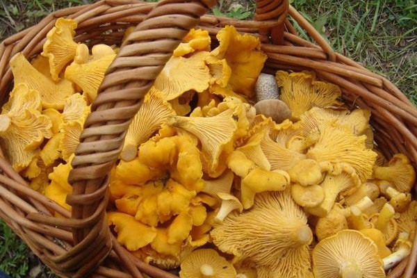 Чем уникальны лисички Чем уникальны лисички