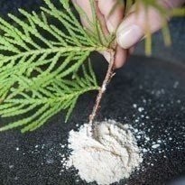 Как размножать хвойные черенками Как размножать хвойные черенками