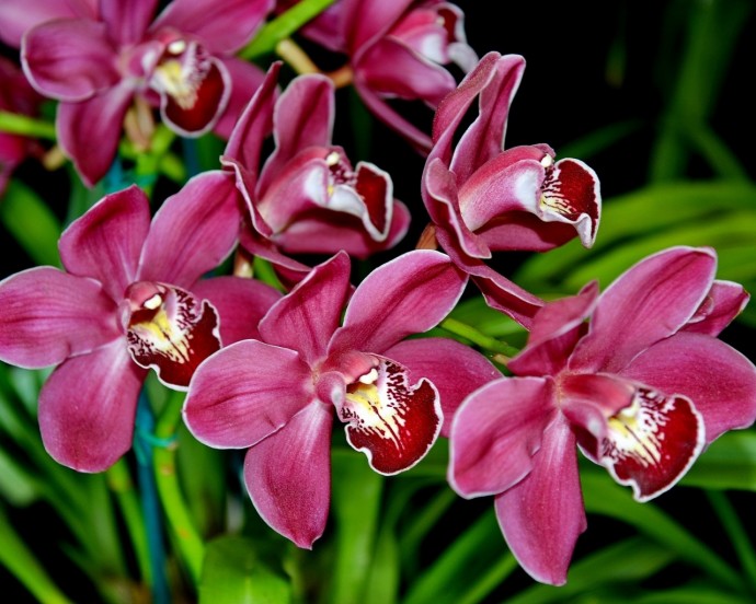 Обязательная подкормка орхидеи молоком для безумно красивого цветения круглый год